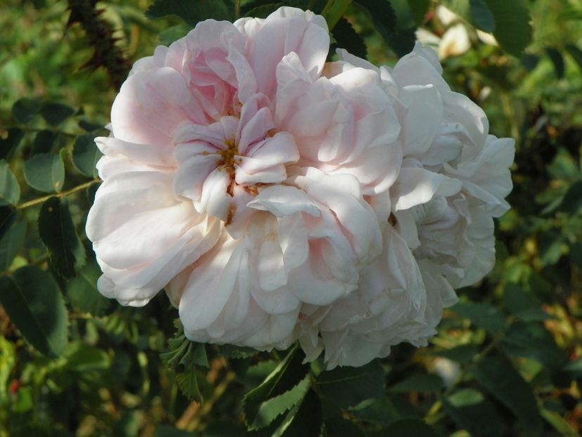 Stanwell Perpetual - Trandafiri 2018 5