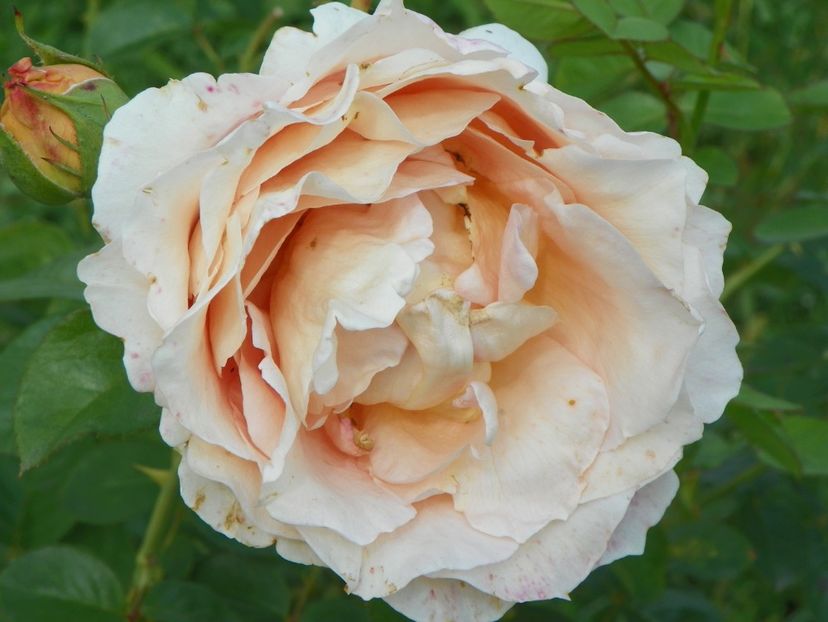 Polka - Trandafiri 2018 5