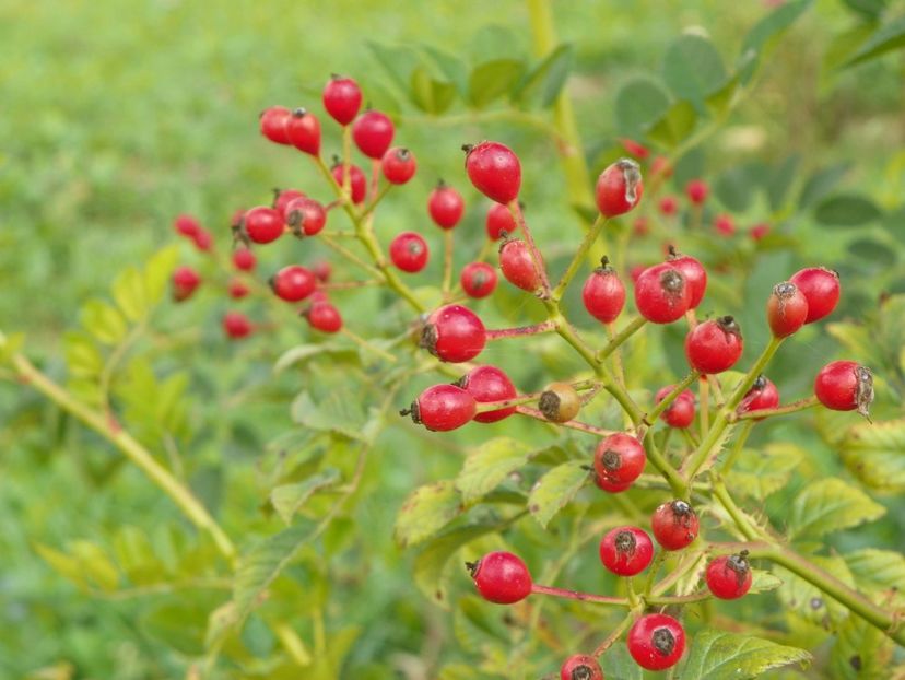 rosa multiflora - Trandafiri 2018 5