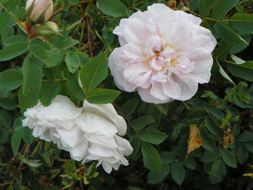 Stanwell Perpetual - Trandafiri 2018 5