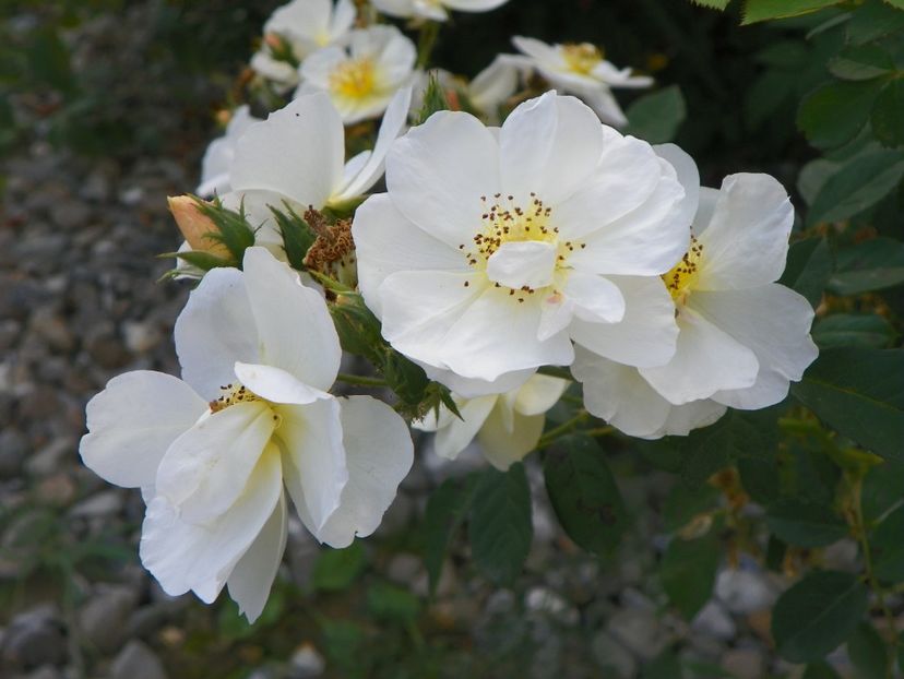 Omi Oswald - Trandafiri 2018 5