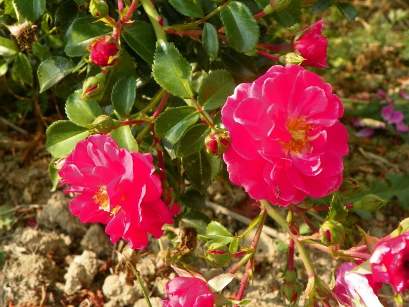 Magic Meillandecor - Trandafiri 2018 5