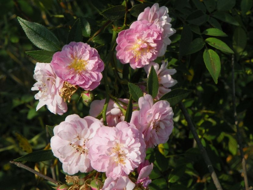 Little Rambler - Trandafiri 2018 5