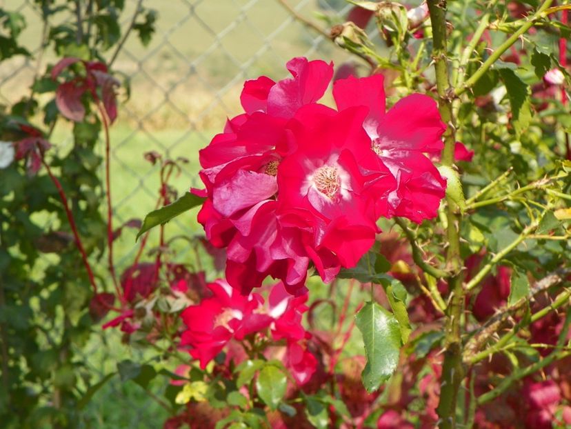 Dortmund - Trandafiri 2018 5