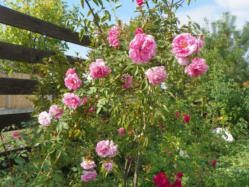 John Davis - Trandafiri 2018 5