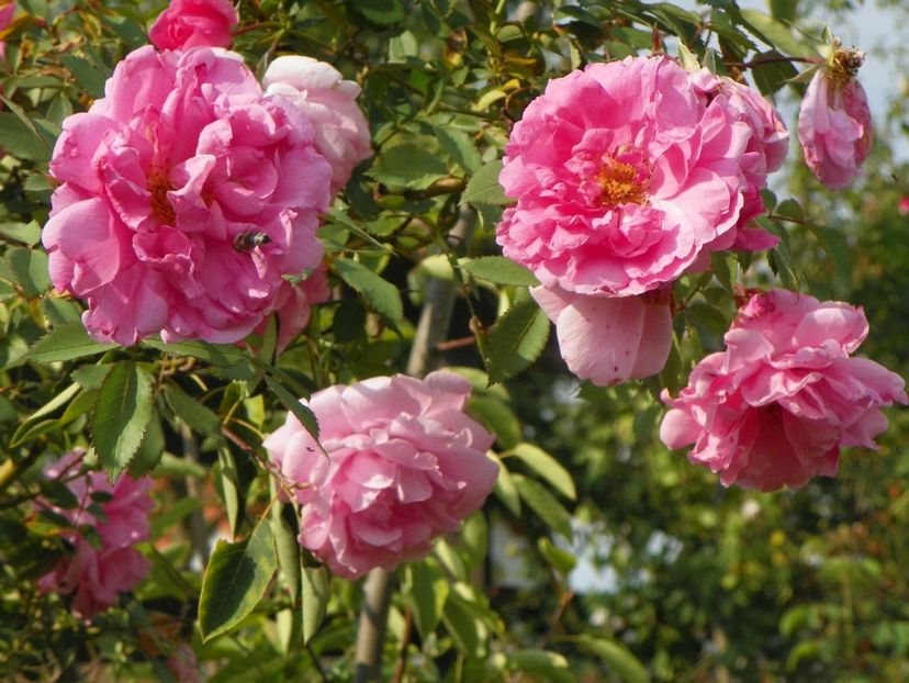 John Davis - Trandafiri 2018 5