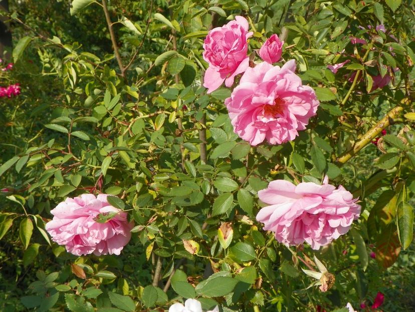 John Davis - Trandafiri 2018 5