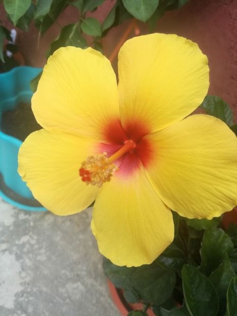  - Hibiscus