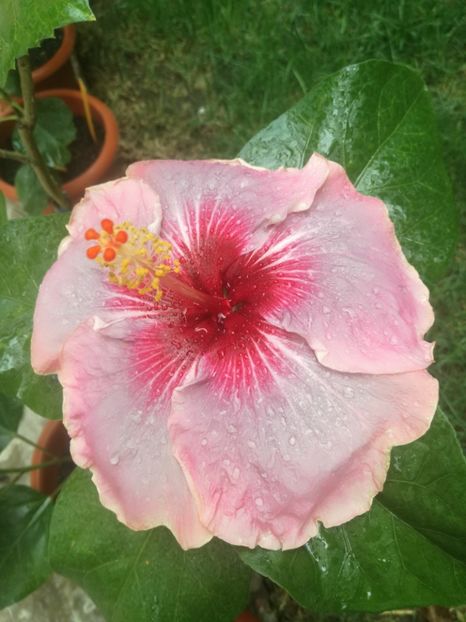 - Hibiscus