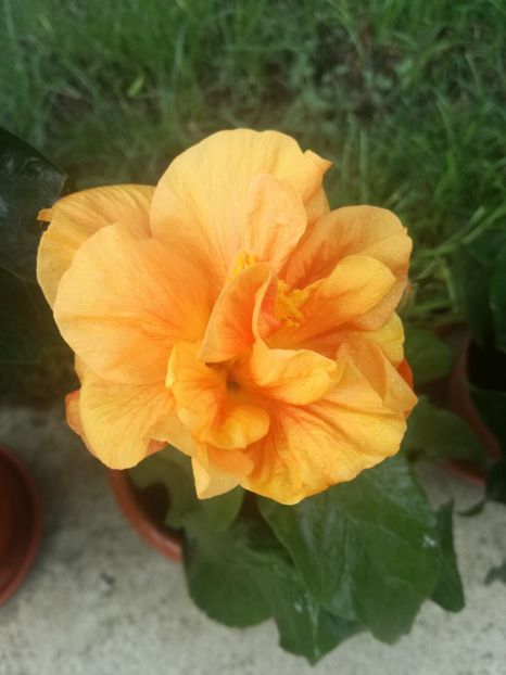  - Hibiscus