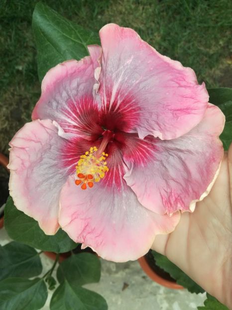  - Hibiscus
