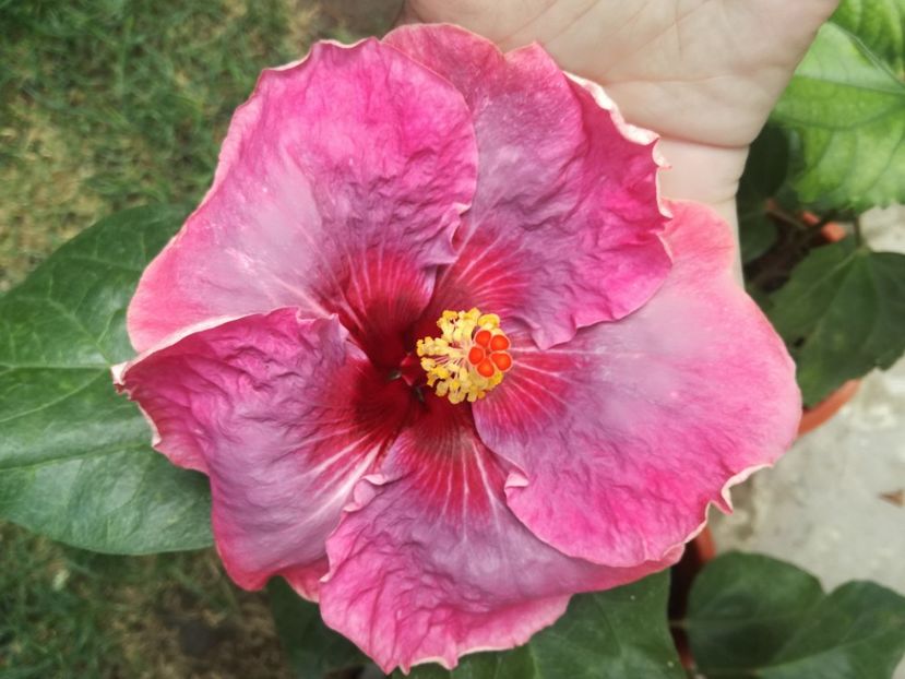 - Hibiscus