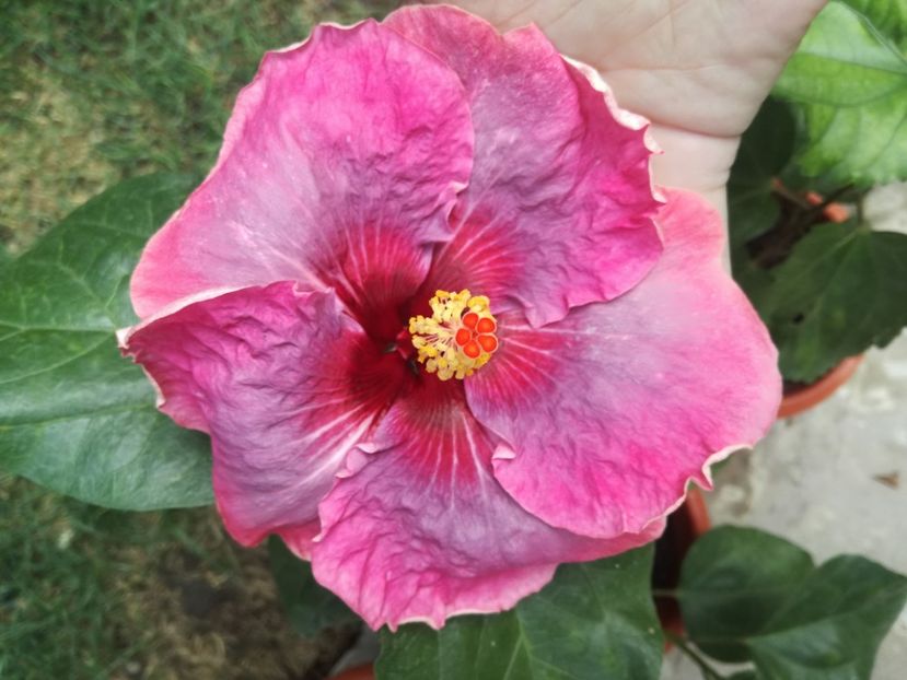 - Hibiscus