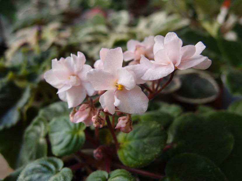 P4132712 - Ramblin Lace