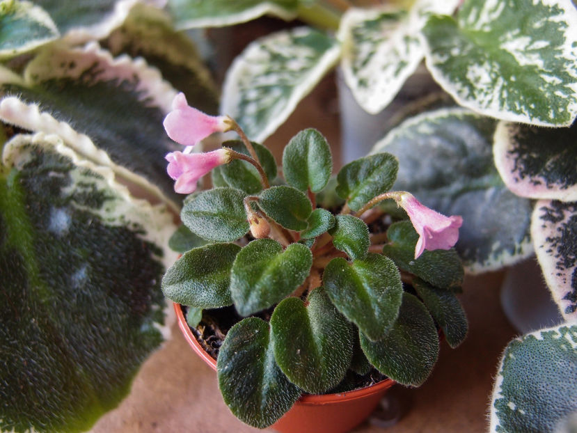 P4213817 - Flashy Trail