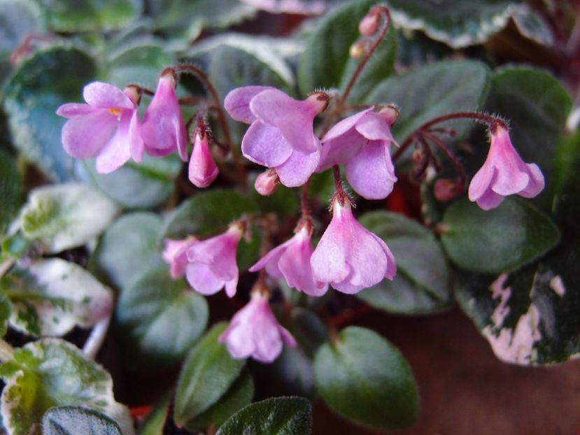 P7030348 - Flashy Trail