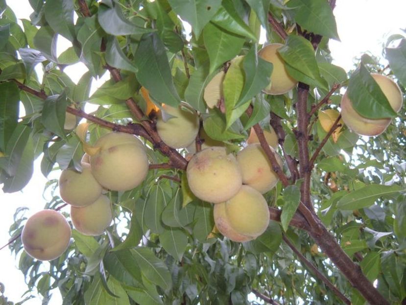 piersic pulpa alba - A Arbusti pomi decorativi și fructiferi urcatoare de vanzare