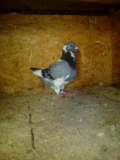 M 2017 - Porumbei AGH