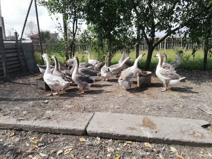  - Boboci de gasca africana 2018