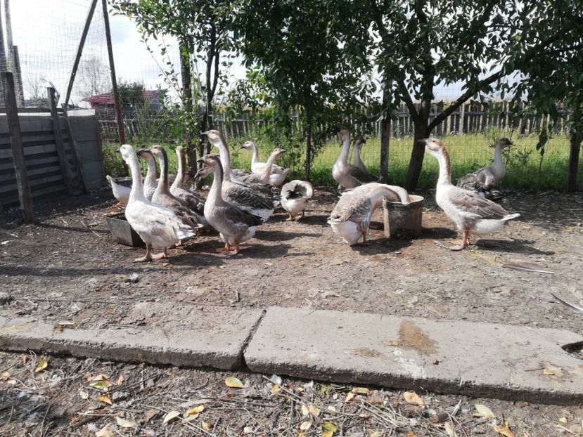  - Boboci de gasca africana 2018