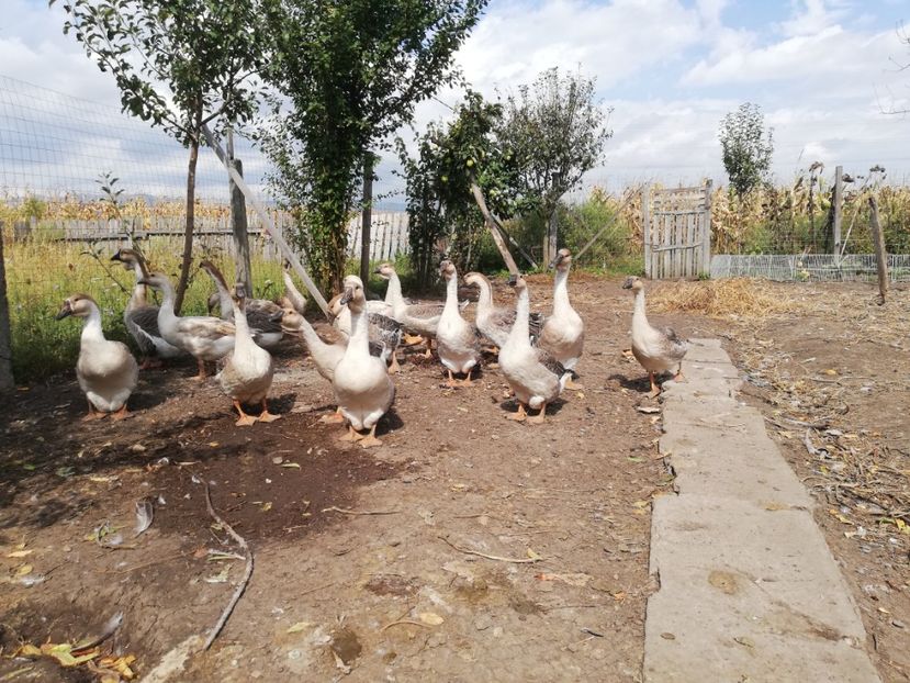  - Boboci de gasca africana 2018