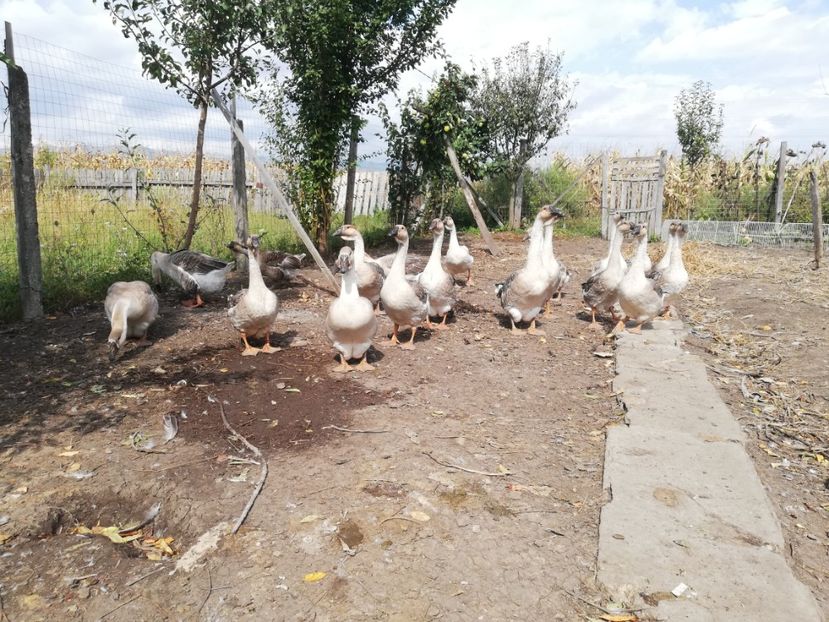  - Boboci de gasca africana 2018