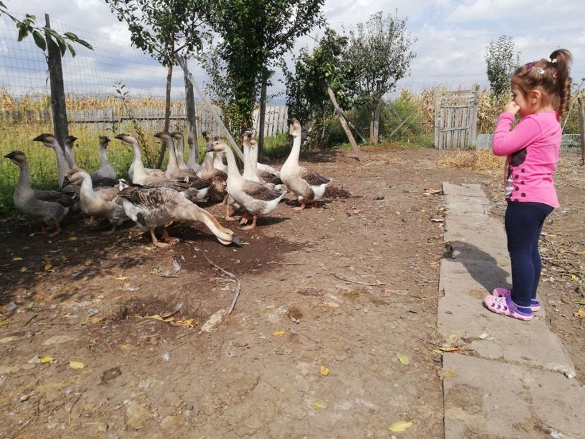  - Boboci de gasca africana 2018