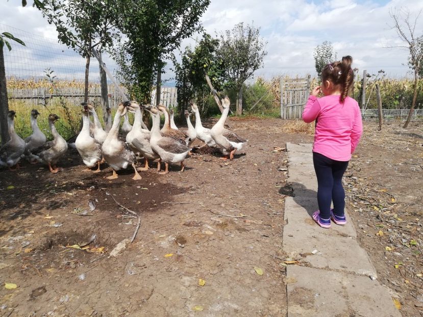  - Boboci de gasca africana 2018