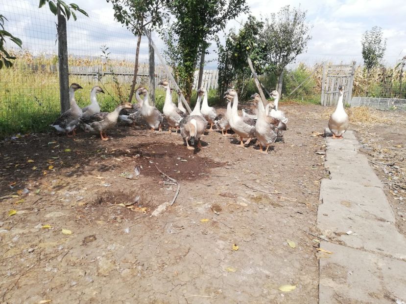  - Boboci de gasca africana 2018