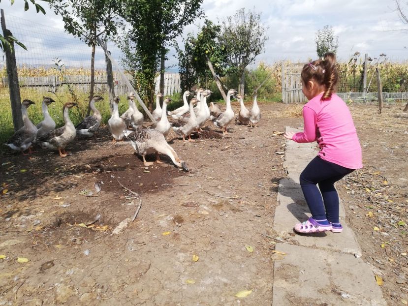  - Boboci de gasca africana 2018