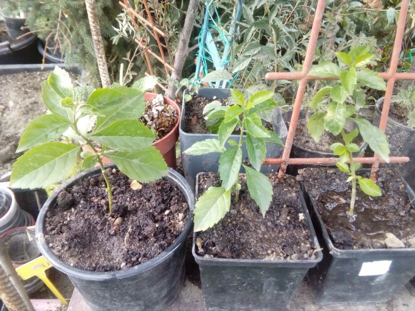Duranta epuizat - w Produse livrate