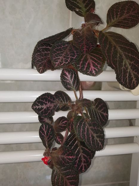  - EPISCIA