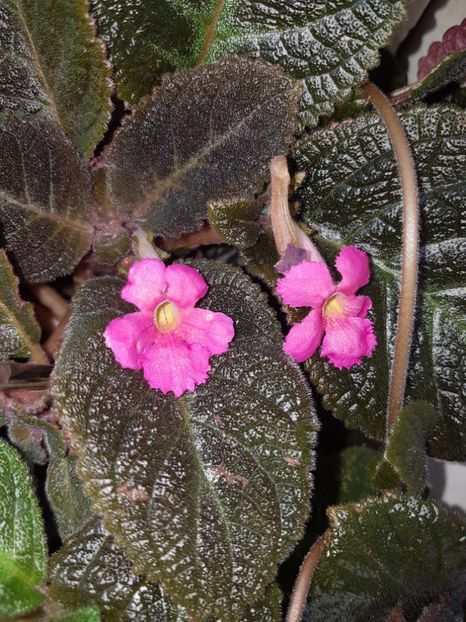  - EPISCIA