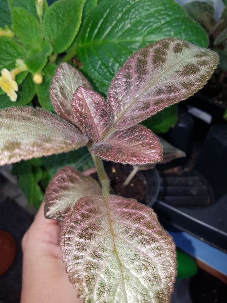  - EPISCIA