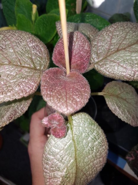  - EPISCIA