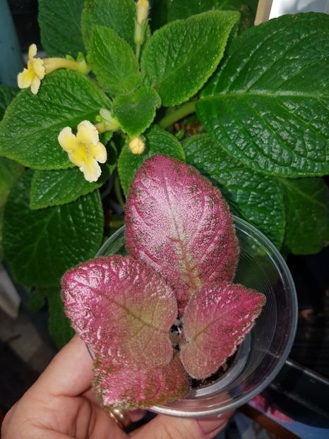  - EPISCIA