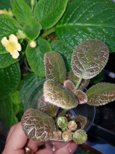  - EPISCIA