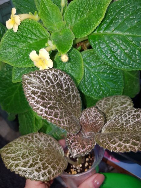  - EPISCIA