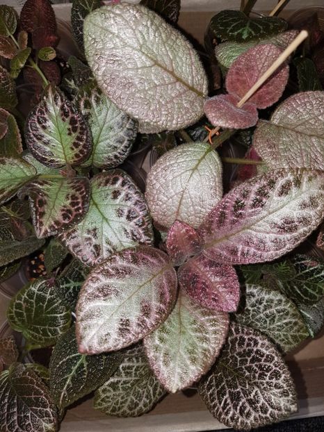  - EPISCIA