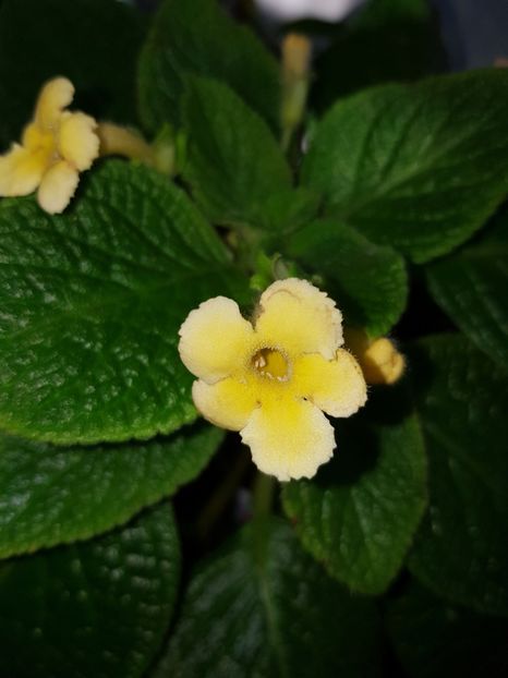  - EPISCIA