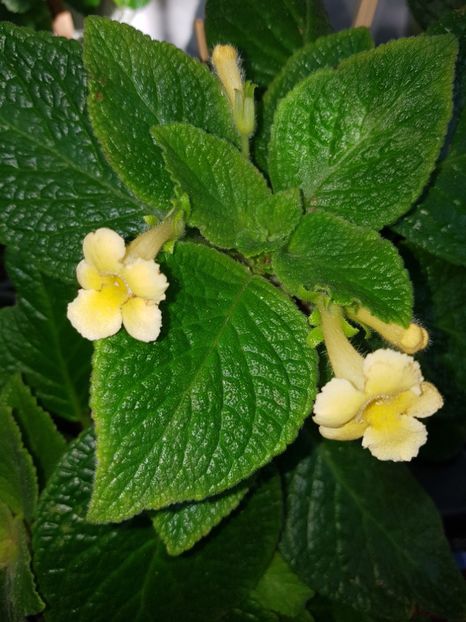  - EPISCIA