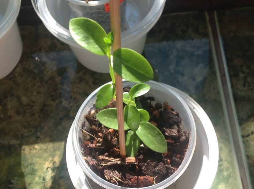 Hoya 1 - Cummingiana