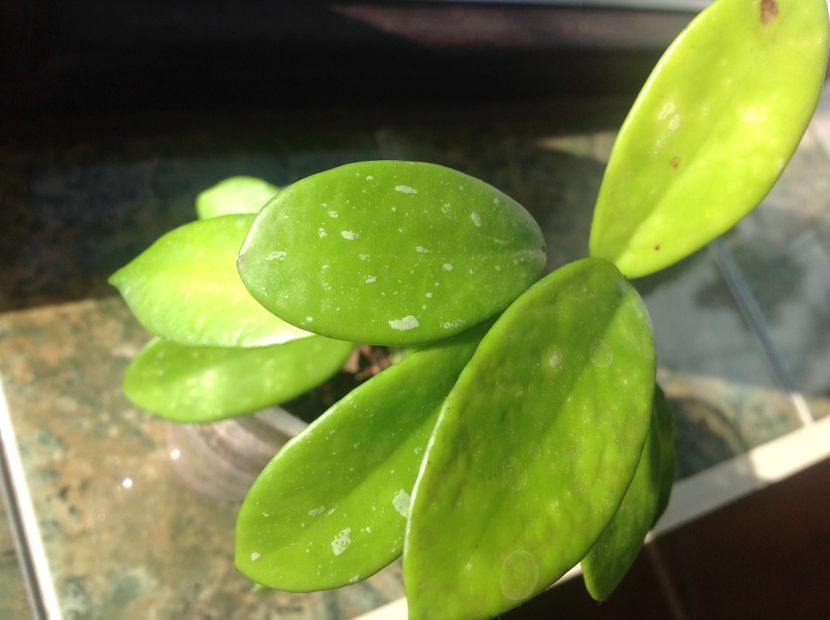  - Diversifolia ssp Crasspies