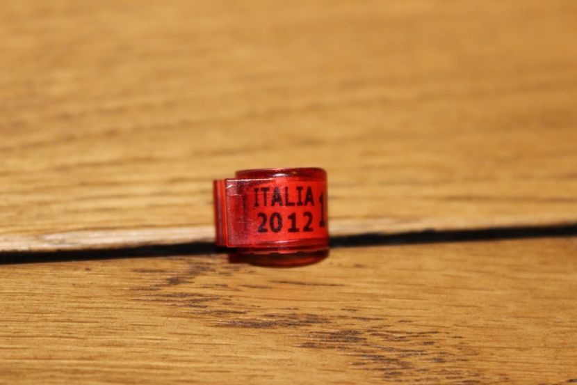 ITALIA 2012 - INELE PENTRU SCHIMB csere gyuru