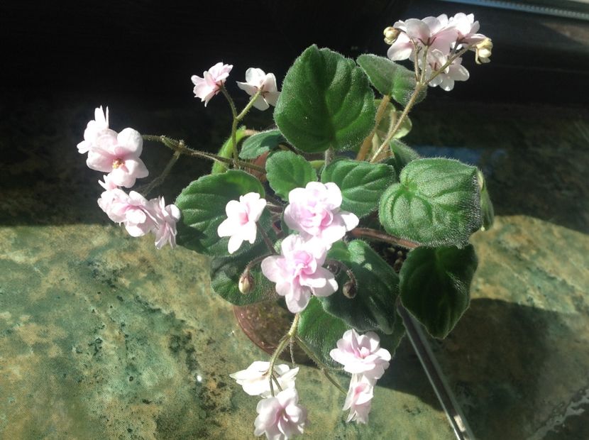  - Rob s Vanilla Trail