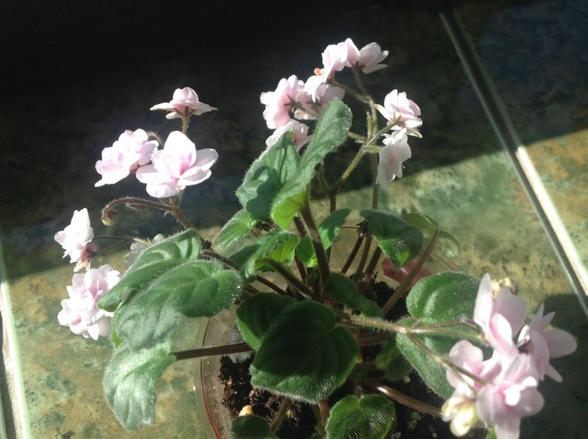  - Rob s Vanilla Trail