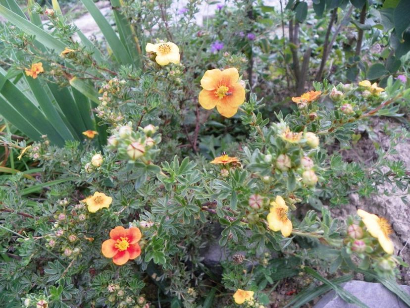 potentilla fruticosa Mango Tango - Dobarland 2018 3