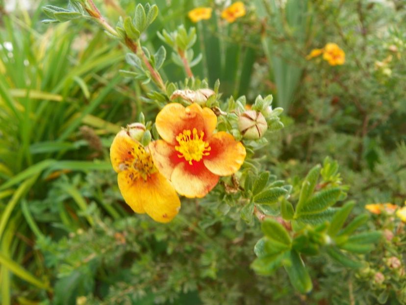 potentilla fruticosa Mango Tango - Dobarland 2018 3