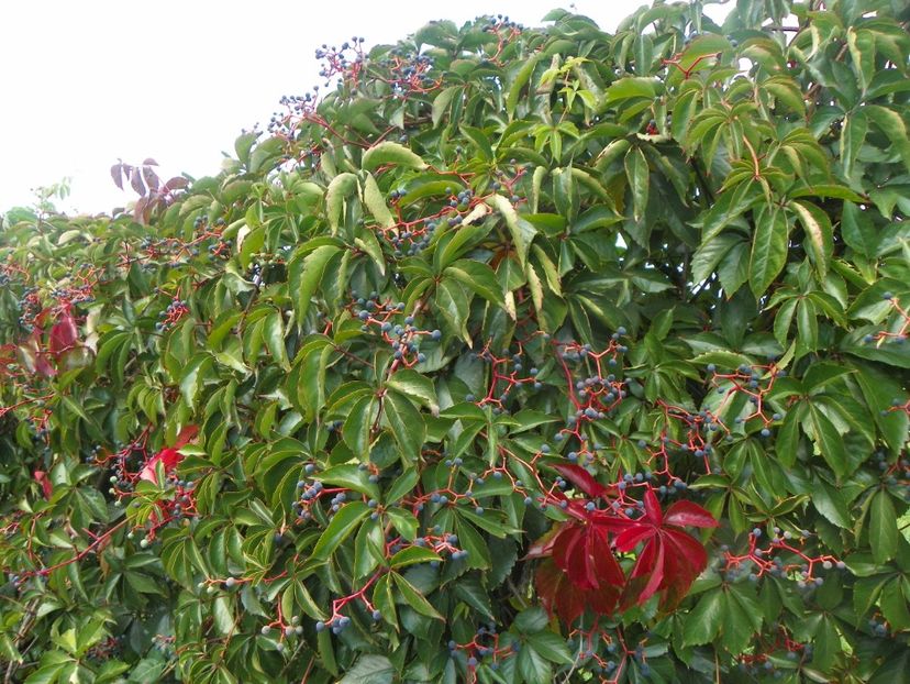 parthenocissus quinquefolia Red Wall - Dobarland 2018 3