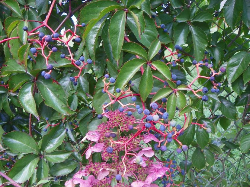 parthenocissus quinquefolia Red Wall - Dobarland 2018 3